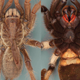 La tarántula por arriba y por abajo